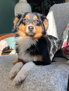 Toy Australian Shepherd Female