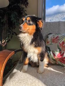 Toy Australian Shepherd Female - Photo 2