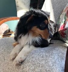 Toy Australian Shepherd Female - Photo 3