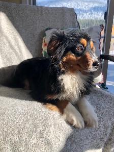 Toy Australian Shepherd Female - Photo 5