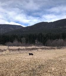 Toy Australian Shepherd Female - Photo 6