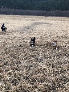 Toy Australian Shepherd Female - Photo 7