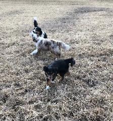 Toy Australian Shepherd Female - Photo 8