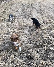 Toy Australian Shepherd Female - Photo 9