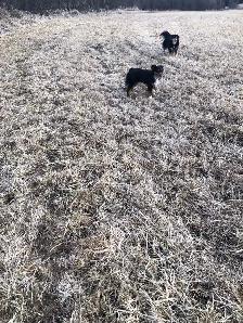 Toy Australian Shepherd Female - Photo 10