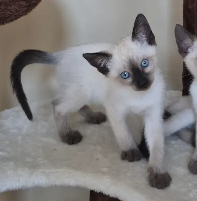 Siamese kittens,