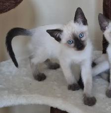 Siamese kittens,