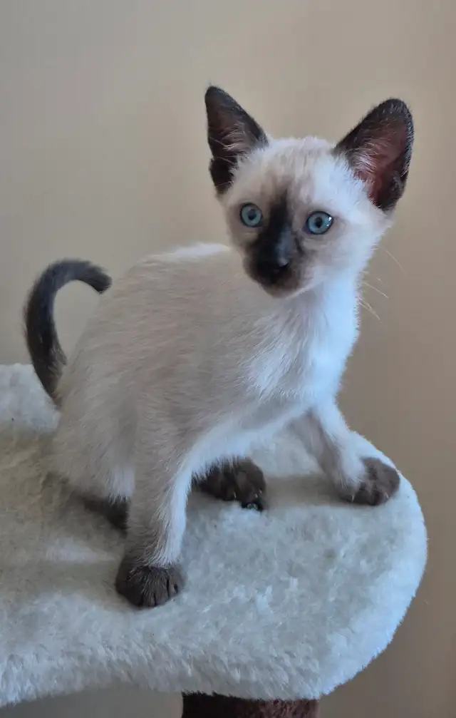 Siamese kittens, - Photo 2