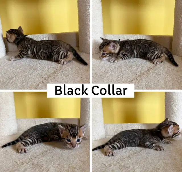 TICA Registered Bengal Kittens - Photo 2