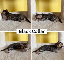 TICA Registered Bengal Kittens - Photo 2