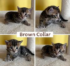 TICA Registered Bengal Kittens - Photo 4