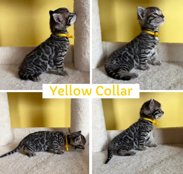 TICA Registered Bengal Kittens - Photo 5