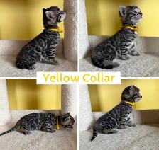 TICA Registered Bengal Kittens - Photo 5