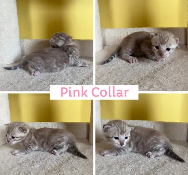 TICA Registered Bengal Kittens - Photo 7