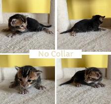 TICA Registered Bengal Kittens - Photo 9
