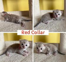 TICA Registered Bengal Kittens - Photo 10