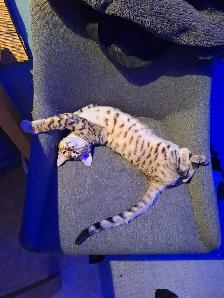 Mâle bengal 5 mois - Photo 2