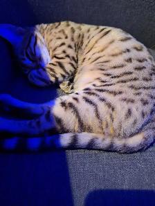 Mâle bengal 5 mois - Photo 3