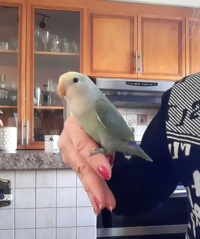 beau bébé inséparable roseicollis nourrit à la main - Photo 2