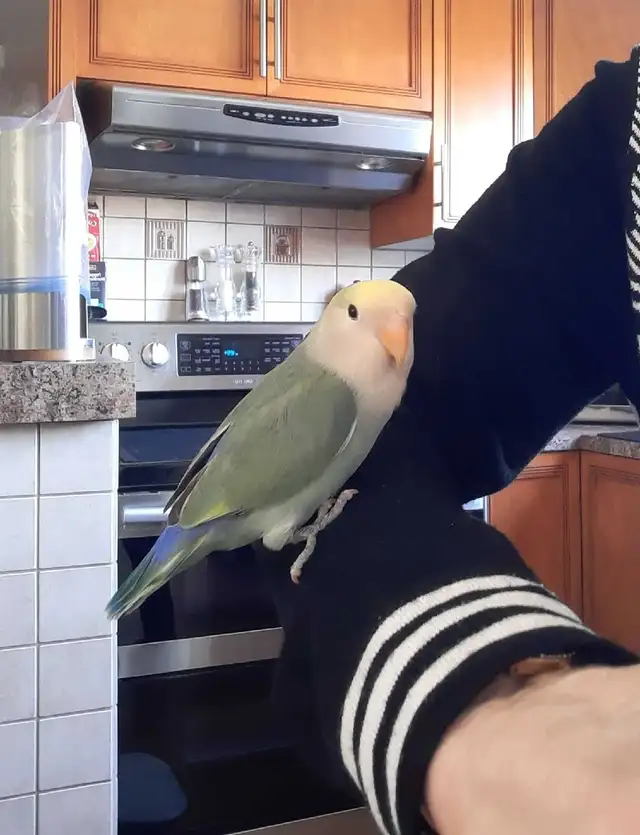 beau bébé inséparable roseicollis nourrit à la main - Photo 3