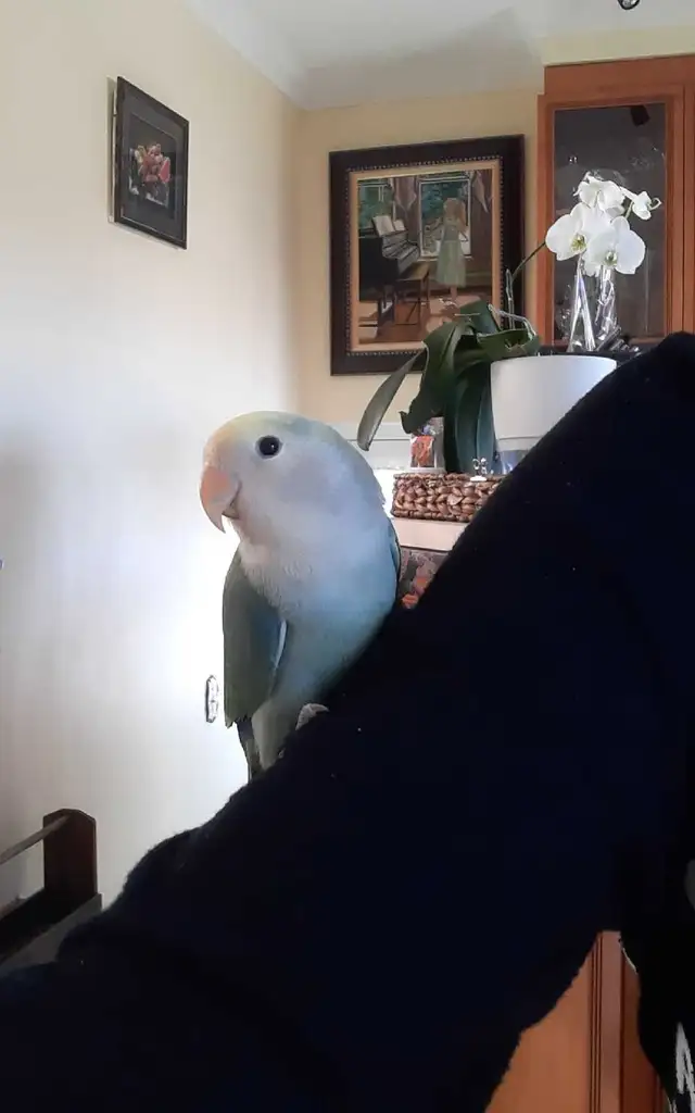 beau bébé inséparable roseicollis nourrit à la main - Photo 4