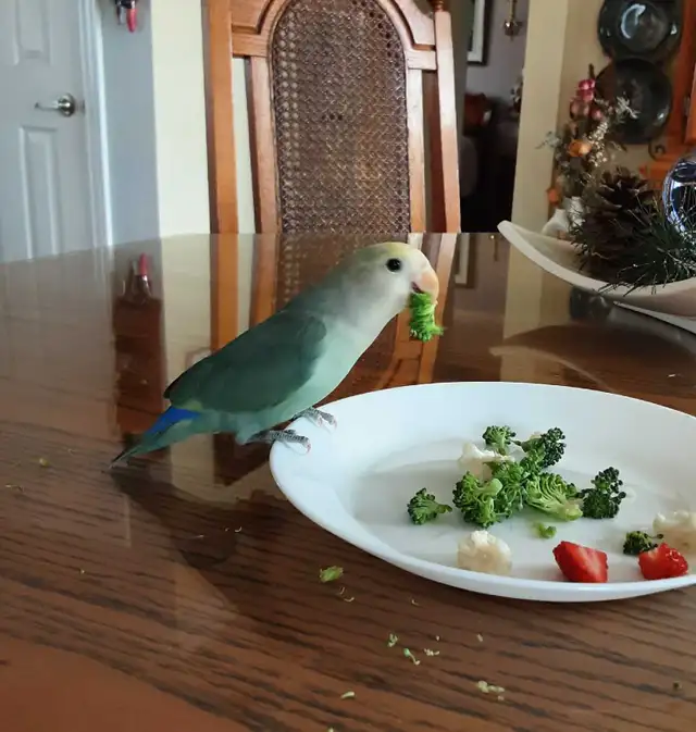 beau bébé inséparable roseicollis nourrit à la main - Photo 5