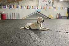 Dog Training Obedience, Agility, Private Lessons and Puppy Class - Photo 2