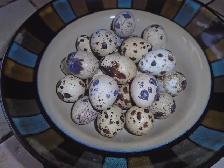 OEUFS DE CAILLES FRAIS