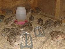 OEUFS DE CAILLES FRAIS - Photo 2