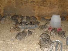 OEUFS DE CAILLES FRAIS - Photo 4