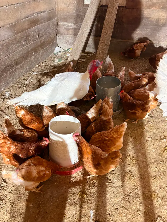 Layer chickens for sale