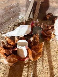 Layer chickens for sale