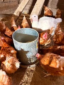 Layer chickens for sale - Photo 2