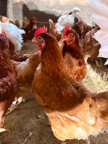 Layer chickens for sale - Photo 3