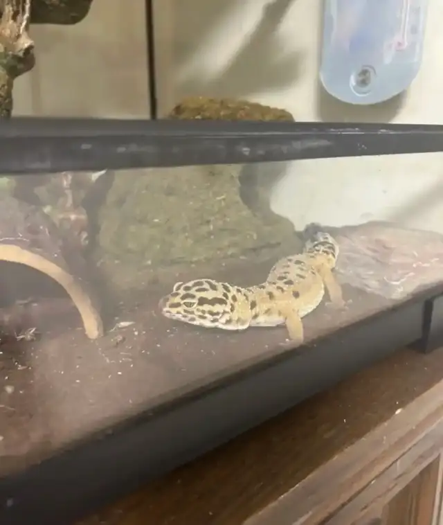 Leopard gecko - Photo 2
