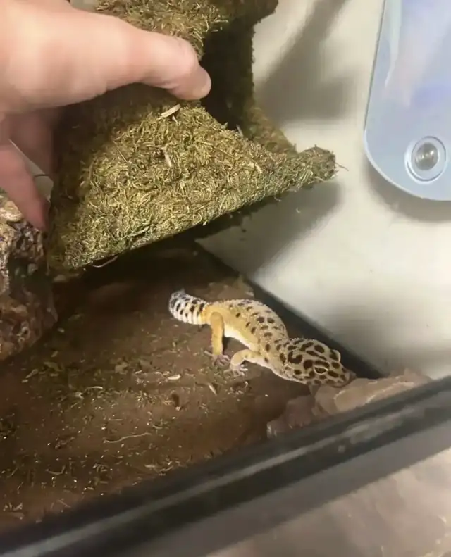 Leopard gecko - Photo 3