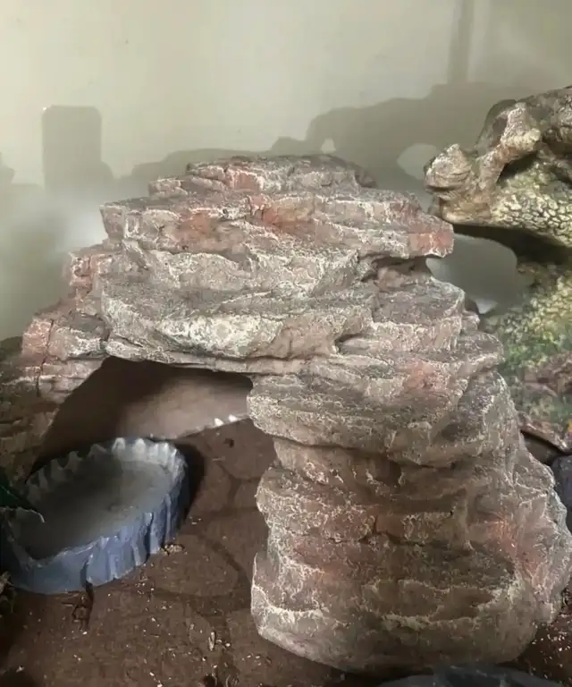 Leopard gecko - Photo 4