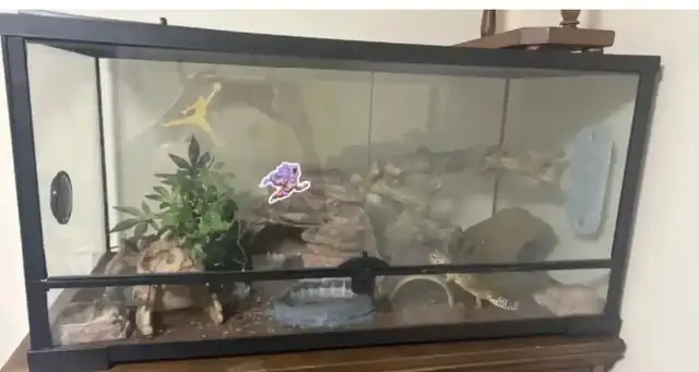 Leopard gecko - Photo 5