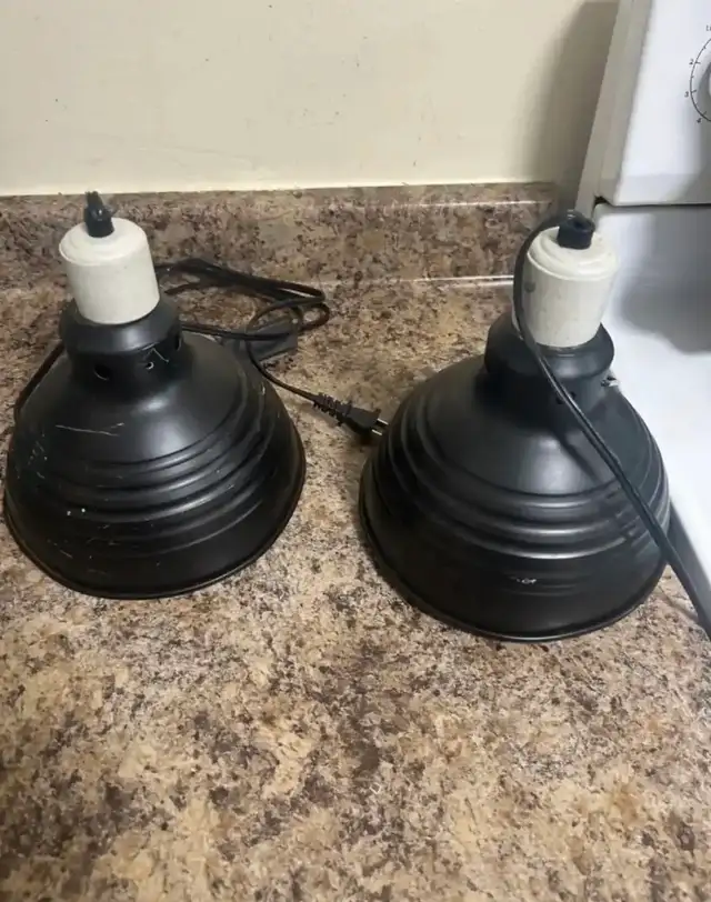 Leopard gecko - Photo 6