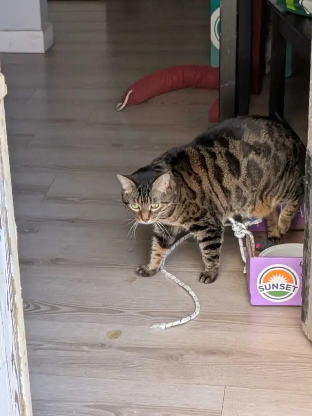 bengal cat rehome - Photo 2