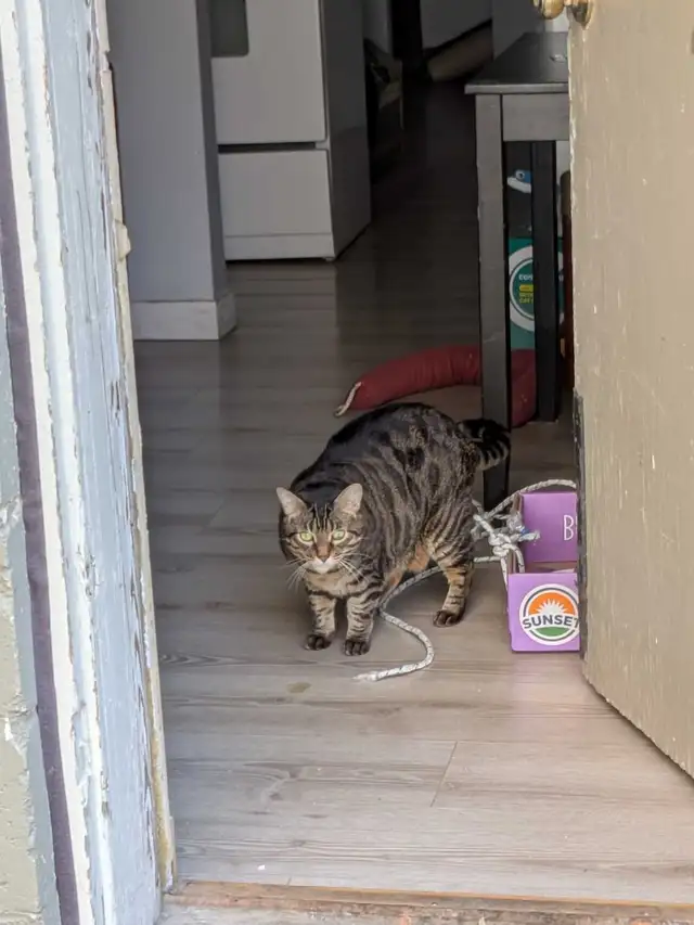 bengal cat rehome - Photo 3