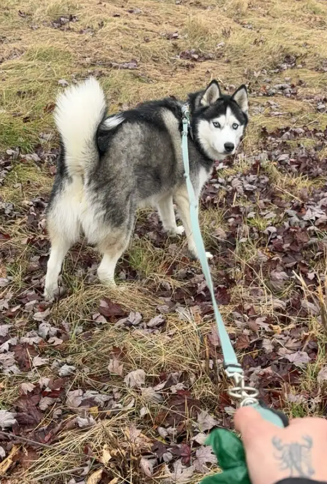 Affordable Dog Walker North York