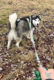 Affordable Dog Walker North York