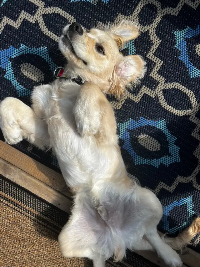 Affordable Dog Walker North York - Photo 2