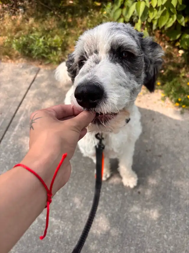 Affordable Dog Walker North York - Photo 3