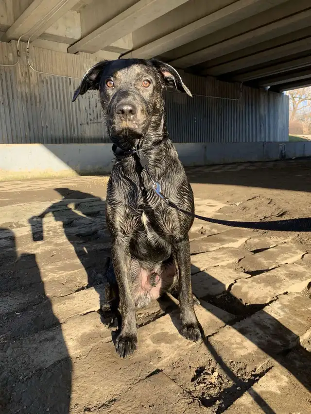 Affordable Dog Walker North York - Photo 4