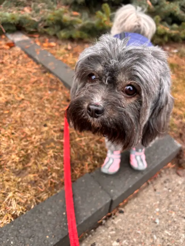 Affordable Dog Walker North York - Photo 5