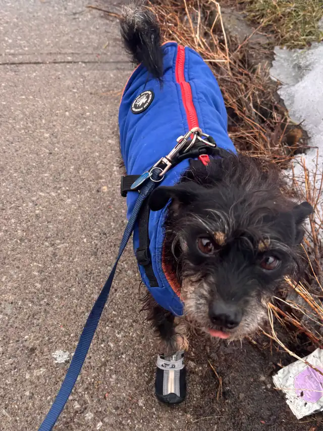 Affordable Dog Walker North York - Photo 6