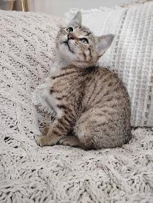 Chaton Bengal hypoallergénique