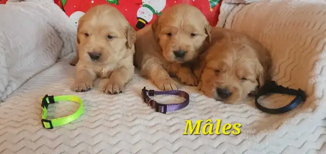 chiots Golden retriever blond , doré